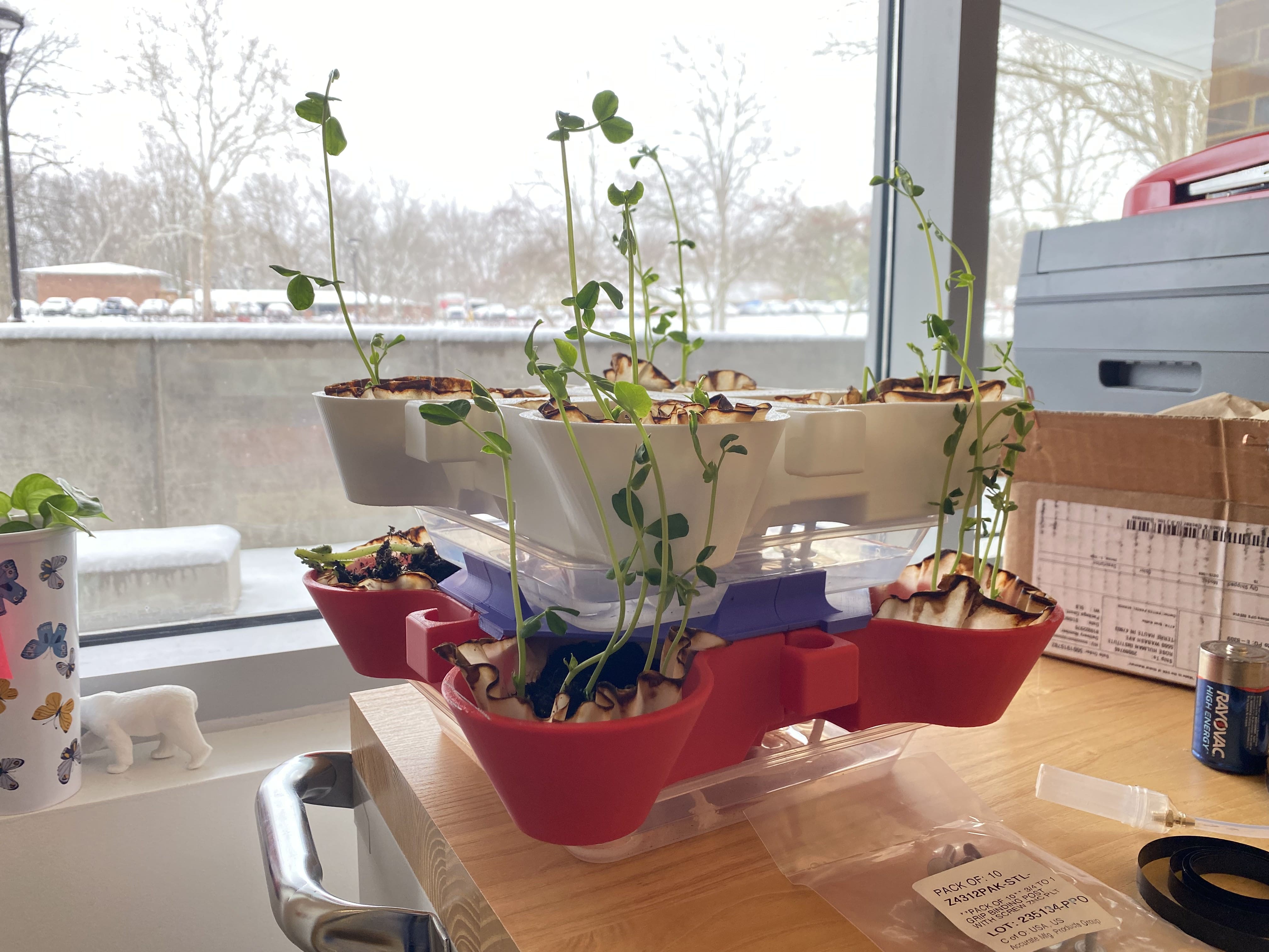 Two layers of the structure, white and red, with bean sprouts growing in front of a window revealing a developed winter landscape.